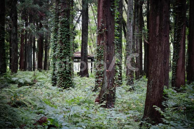 樹海にあった休憩所 樹海,木,植物の写真素材