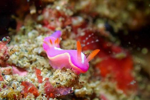 三浦 シロタスキウミウシ 三浦 シロタスキウミウシの写真
