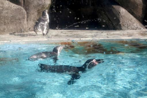 水族館の水槽で泳ぐペンギン 水族館の水槽で泳ぐペンギン ペンギン,フンボルトペンギン,屋外の写真素材