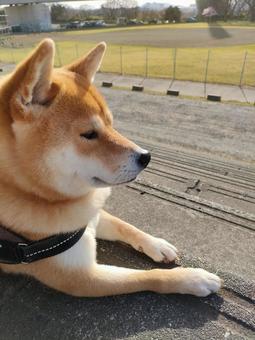 運動公園を眺めながら休憩する柴犬！ 犬,シバ,柴犬の写真素材