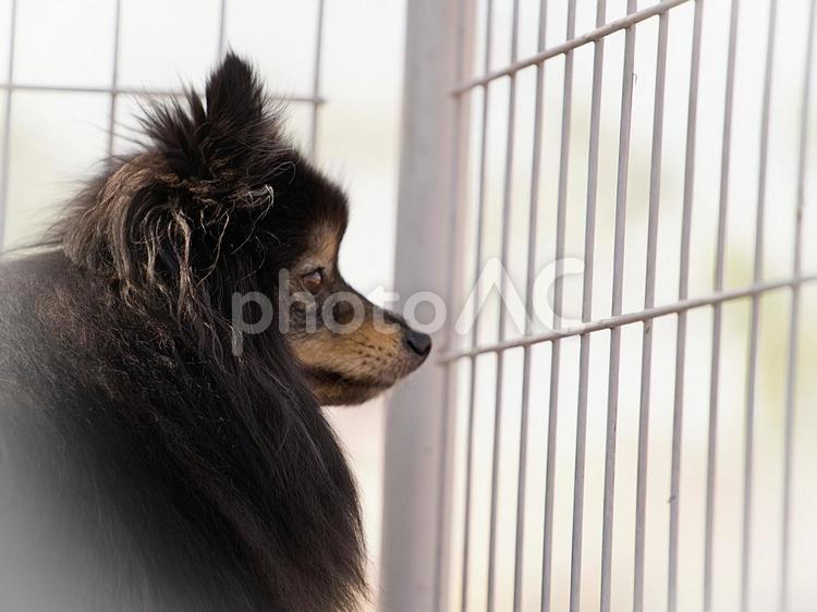 フェンスの中のワンコ 犬,ポメラニアン,ポメの写真素材