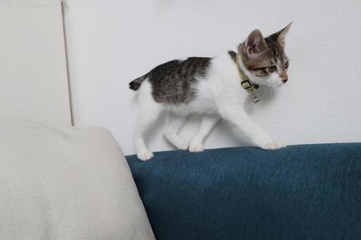 子猫Q 子猫,ネコ,ねこの写真素材