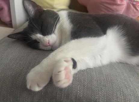寝るハチワレ猫 寝るハチワレ猫の写真
