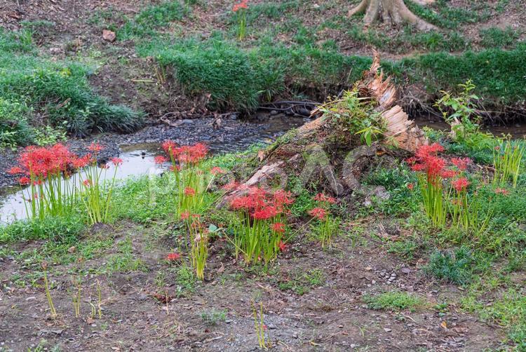 朽木を囲むように咲く彼岸花 彼岸花,曼珠沙華,草花の写真素材