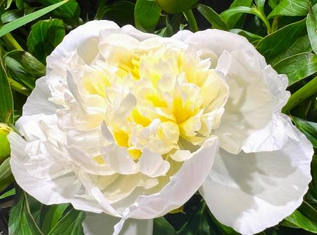 White Peony, JPG