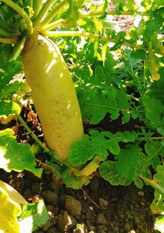 大根 大根 大根,だいこん,野菜の写真素材