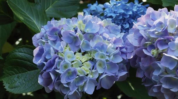 アジサイ アジサイ 紫陽花,あじさい,花の写真素材