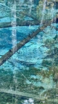 神の子池の写真