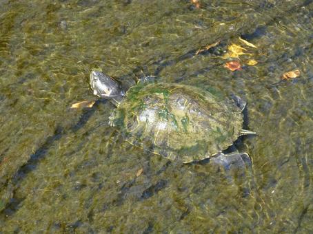 A green turtle with algae growing on its shell, green turtle, turtle, reptiles, JPG