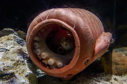 水槽の生き物⑻ 水槽の生き物⑻ ミズダコ,軟体動物,八腕類上目の写真素材