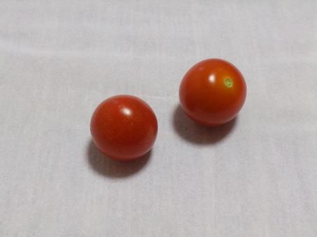 ミニトマト ミニトマトの写真