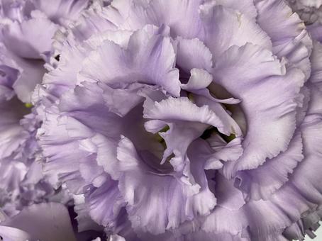 花(トルコキキョウ) 花(トルコキキョウ)の写真