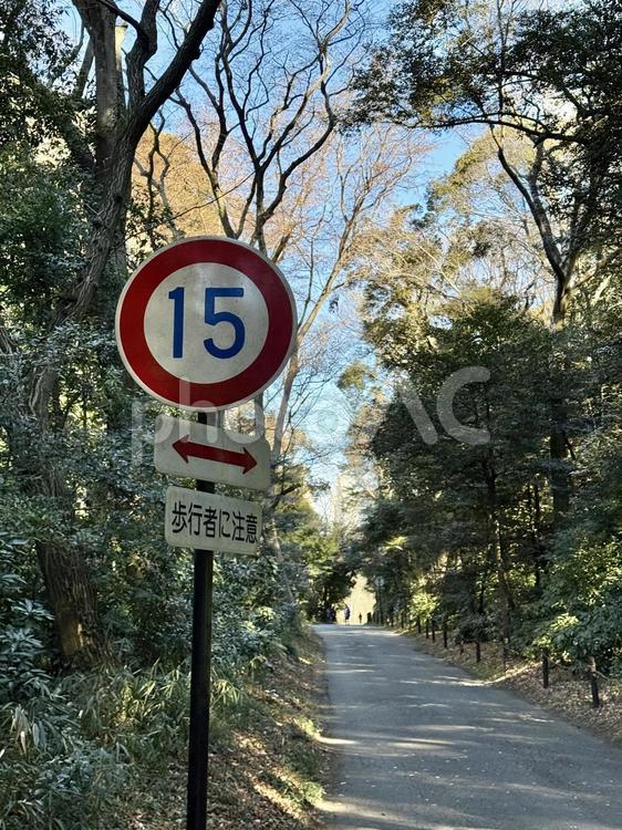 明治神宮　参道の速度制限 都会,都心,速度制限の写真素材
