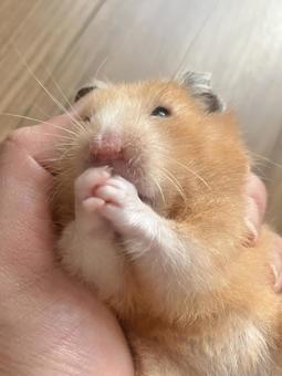 手の中で毛づくろいをするハムスター ハムスター,キンクマハムスター,ゴールデンハムスターの写真素材
