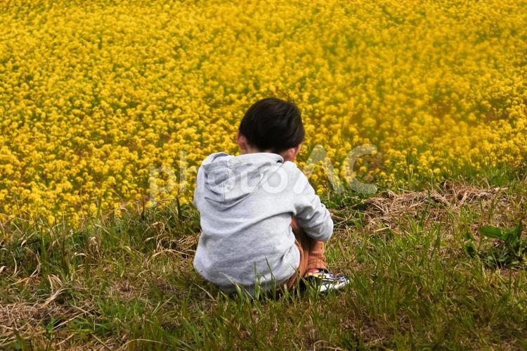 ★＜花と人物＞菜の花をスマホ撮影する少年 子供,菜の花,菜の花畑の写真素材