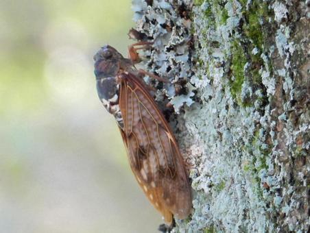 【昆虫写真】アブラゼミ(油蝉) 【昆虫写真】アブラゼミ(油蝉)の写真