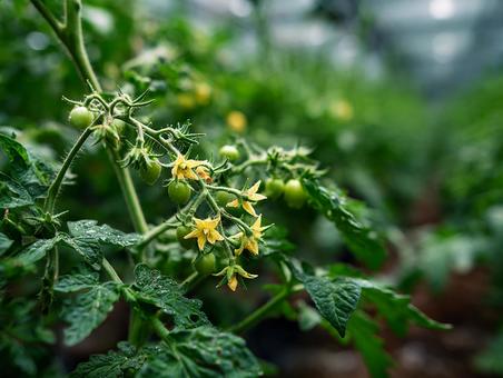 健康的な野菜、トマトの成長過程 健康的な野菜、トマトの成長過程の写真
