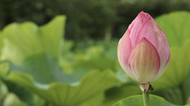 蓮 [無加工]版 縦横16:9 蓮,蕾,花の写真素材