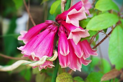 テコマンテ・デンドロフィラの花 テコマンテ・デンドロフィラの花 テコマンテ,デンドロフィラ,ピンクの花の写真素材