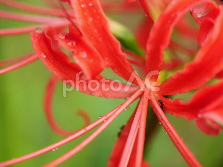 雨に濡れた彼岸花のクローズアップ 彼岸花,曼珠沙華,秋の写真素材