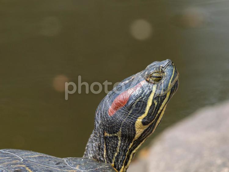 水辺のアカミミガメ・ミドリガメ アカミミガメ,ミドリガメ,カメの写真素材