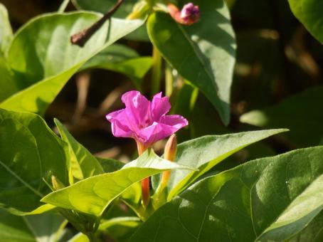 【花の写真】オシロイバナ（白粉花）の写真