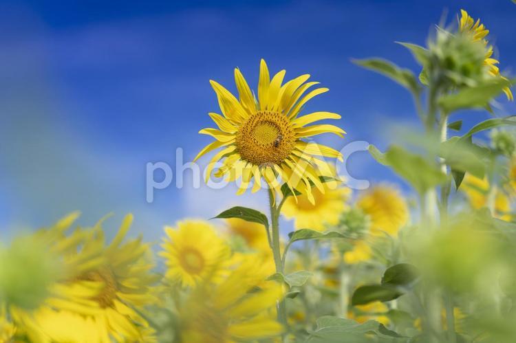 青空と風に揺れる向日葵 向日葵,ヒマワリ,夏の花の写真素材