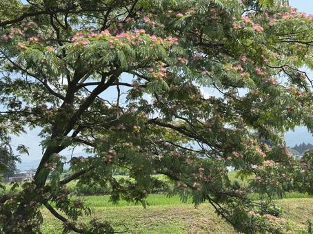 Early summer alder tree, JPG Early summer alder tree, JPG