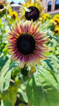 夏を抱きしめる花畑 夏を抱きしめる花畑の写真