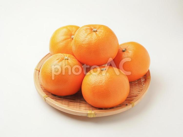 高級みかん　せとか せとか,みかん,柑橘類の写真素材