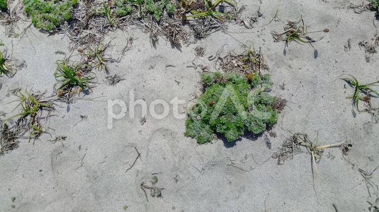 テクスチャ　砂浜に植物が生えた地面１ 砂浜,植物,草の写真素材