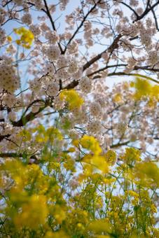 春爛漫：桜と菜の花 桜,さくら,菜の花の写真素材