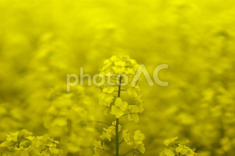 黄色く染まった北国の絶景 菜の花畑,旅行,夏の写真素材