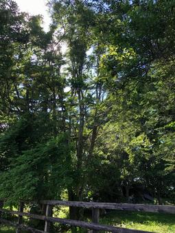 涼しげな木陰 自然,みどり,植物の写真素材