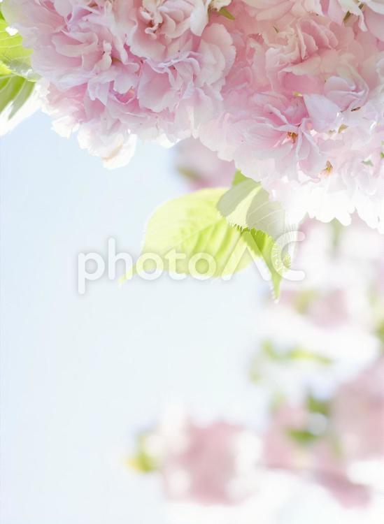 春空と柔らかな光を纏った八重桜の花背景3 桜,サクラ,さくらの写真素材