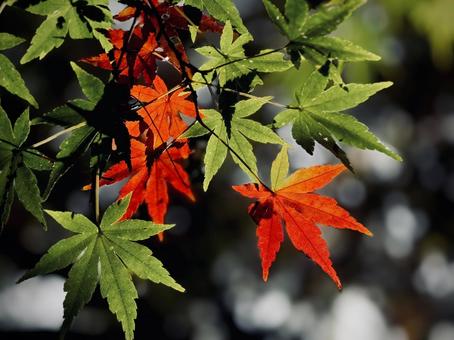 紅葉 紅葉,季節,紅葉狩りの写真素材