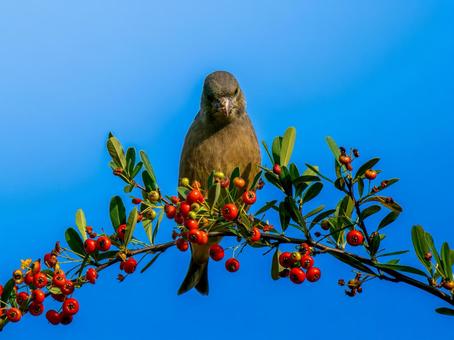 ピラカンサを食べるカワラヒワ カワラヒワ,野鳥,鳥の写真素材
