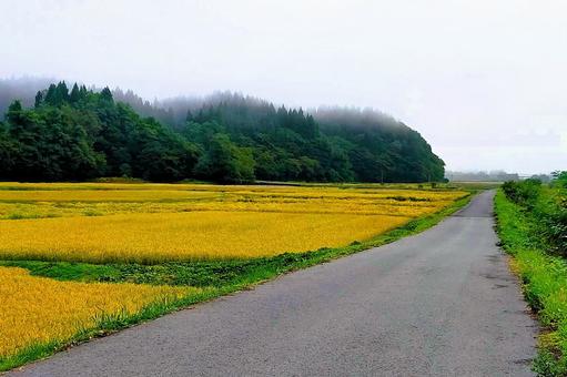 2025年9月の里山42 田んぼ,水田,稲作の写真素材