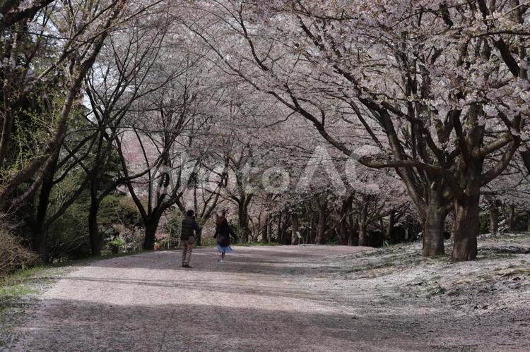 散りばめられた桜の道を歩く二人連れ 桜,ソメイヨシノ,樹木の写真素材