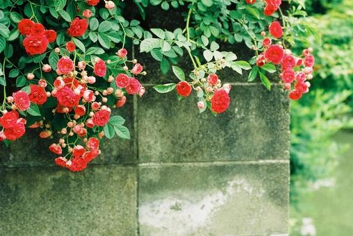 赤いミニバラ3（フィルム写真）再 薔薇,赤,フィルム写真の写真素材