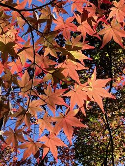 紅葉a 紅葉,カエデ,赤い葉の写真素材