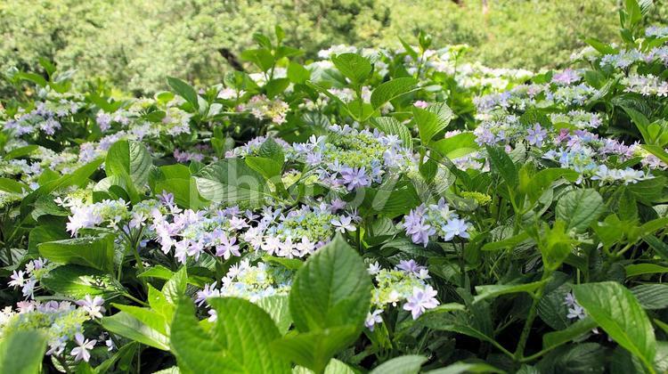 可睡斎のがくあじさい あじさい,紫陽花,梅雨の写真素材
