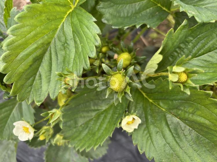 いちごの成長過程 いちご,strawberry,自然の写真素材