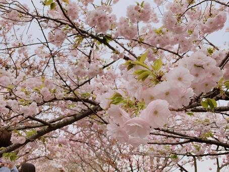 お花見　桜の写真