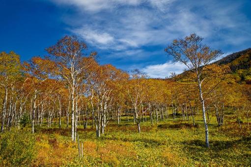 ダケカンバの紅葉 ダケカンバの紅葉 ダケカンバ,白樺,紅葉の写真素材