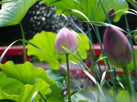 高幡不動のハス ハス,蓮,花の写真素材