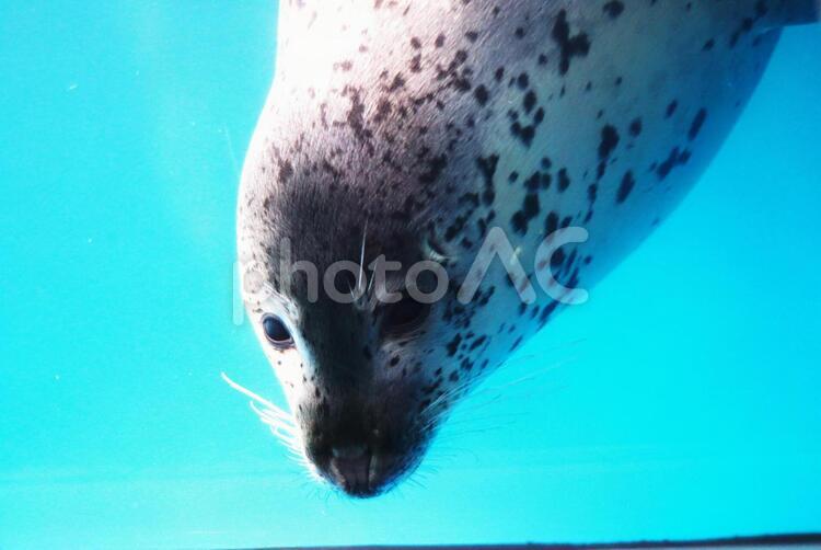 水族館の人気者 ゴマフアザラシ,泳ぐ,観光スポットの写真素材