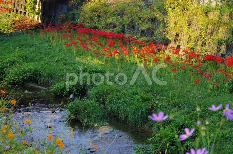 秋の花咲く川沿いのイメージ 彼岸花,マンジュシャゲ,花の写真素材