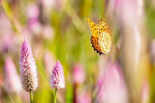 ツマグロヒョウモン(108) ツマグロヒョウモン(108)の写真
