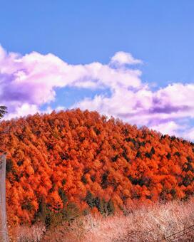 山の紅葉 山の紅葉の写真
